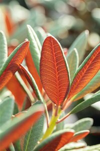 Rhododendron 'Wine and Roses' C5