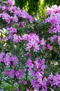 Rhododendron (AP) 'Graziella' 30/40 C. - afbeelding 2