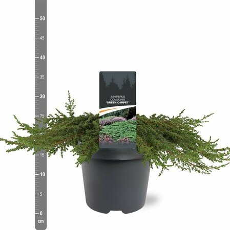Juniperus communis 'Green Carpet' 25/30 C. - afbeelding 7