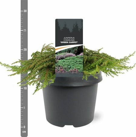 Juniperus communis 'Green Carpet' 25/30 C. - afbeelding 2