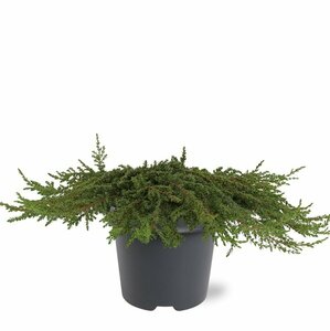 Juniperus communis 'Green Carpet' 25/30 C. - afbeelding 8