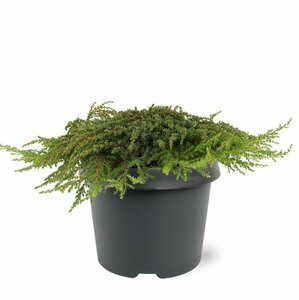 Juniperus communis 'Green Carpet' 25/30 C. - afbeelding 5