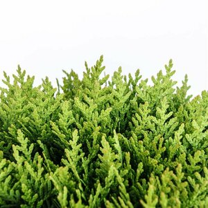 Thuja occidentalis 'Danica' 20/25 C. - afbeelding 14