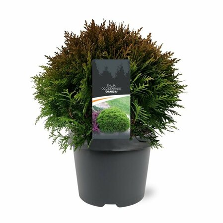 Thuja occidentalis 'Danica' 20/25 C. - afbeelding 11