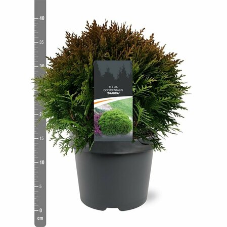 Thuja occidentalis 'Danica' 20/25 C. - afbeelding 10