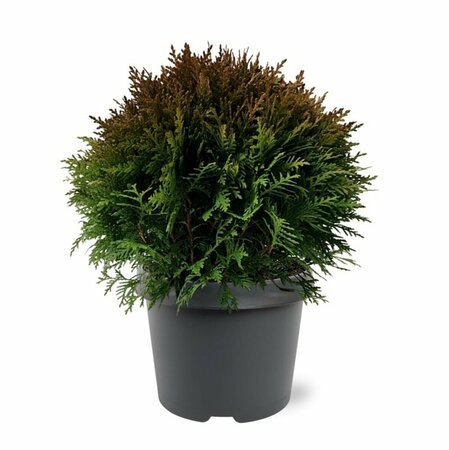 Thuja occidentalis 'Danica' 20/25 C. - afbeelding 9