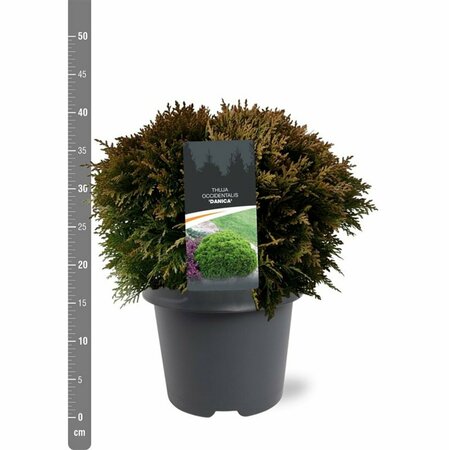 Thuja occidentalis 'Danica' 20/25 C. - afbeelding 16