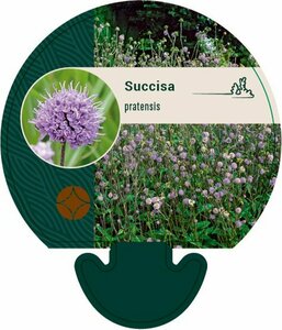 Succisa pratensis P9