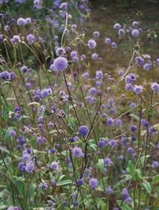 Succisa pratensis P9