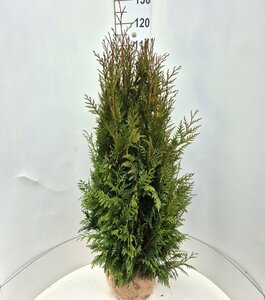 Thuja plicata 'Martin' 100/125 KL. - afbeelding 2