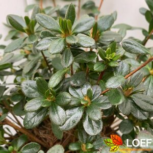 Rhododendron (AJ) 'Geisha Purple' 25/30 C.