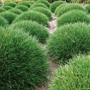 Luzula pilosa 'Igel' P9 - afbeelding 3