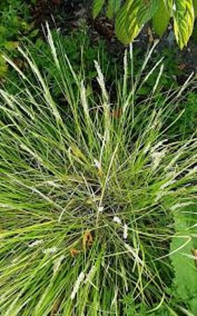 Sesleria autumnalis C2 - afbeelding 6