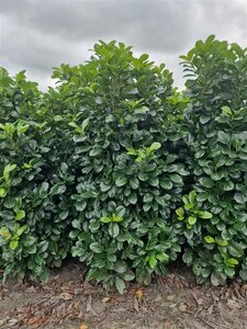 Prunus laurocerasus 'Etna' 80/100 KL.