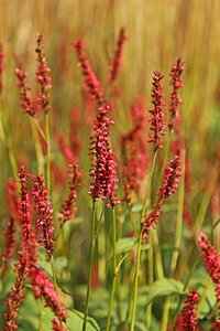 Persicaria amplexicaulis 'Firedance' P9 - afbeelding 2