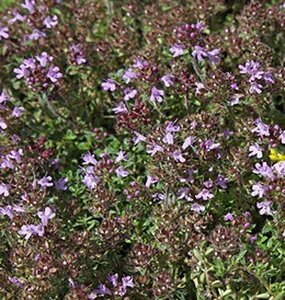 Thymus praecox P9