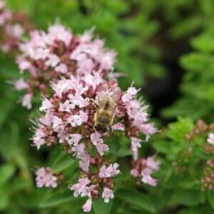 Origanum vulgare 'Compactum' P9 - afbeelding 5