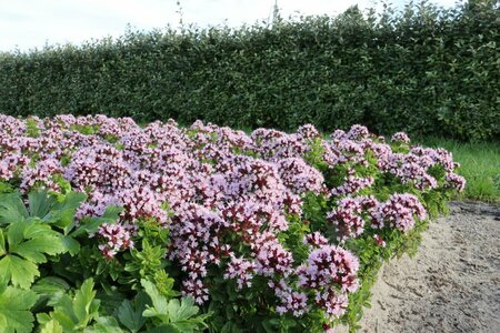 Origanum vulgare 'Compactum' P9 - afbeelding 3