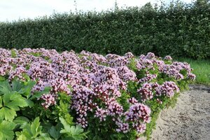 Origanum vulgare 'Compactum' P9 - afbeelding 3