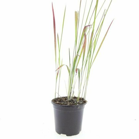 Imperata cylindrica 'Red Baron' C1.5 - afbeelding 3