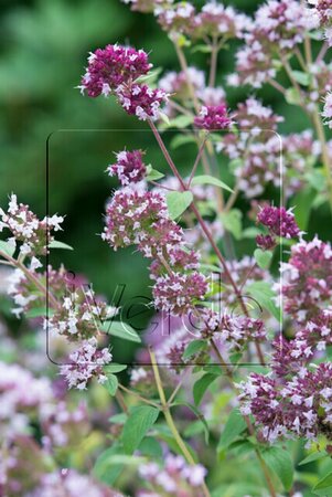 Origanum vulgare C2 - afbeelding 3