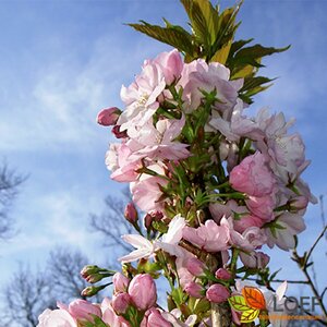 Prunus serrulata 'Amanogawa' 100/125 C. - afbeelding 2