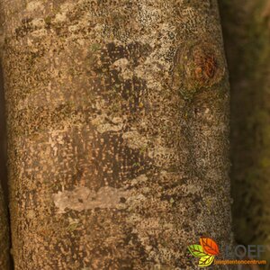 Parrotia persica ST. 180 18-20 C. Lei - afbeelding 5