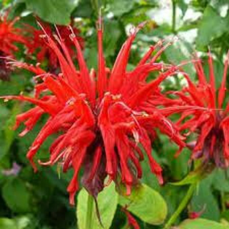 Monarda 'Jacob Cline' P9 - afbeelding 1