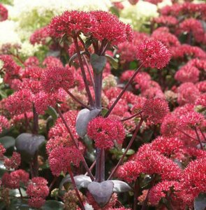 Sedum 'Red Cauli' P9