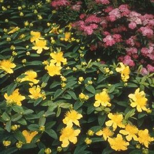 Hypericum calycinum P9