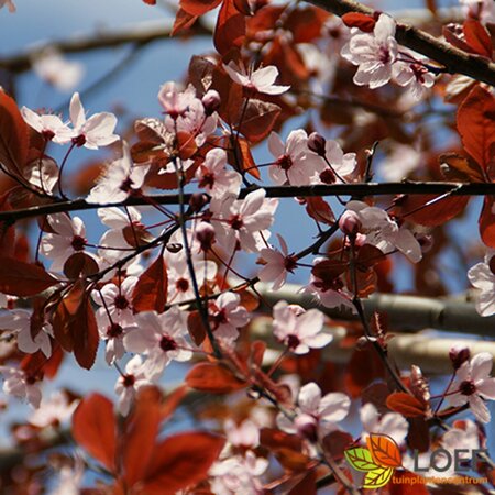 Prunus cerasifera 'Nigra' 225/250 C. - afbeelding 1