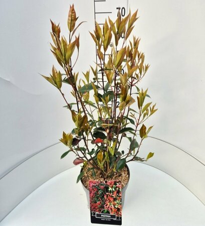 Photinia fraseri 'Red Robin' ST. 100 C. Bol - afbeelding 6