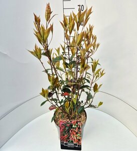 Photinia fraseri 'Red Robin' ST. 100 C. Bol - afbeelding 6