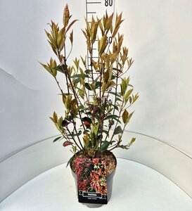Photinia fraseri 'Red Robin' ST. 100 C. Bol - afbeelding 7