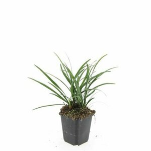 Liriope muscari 'Big Blue' C1.5 - afbeelding 6