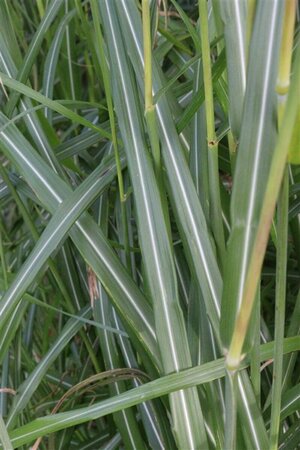Miscanthus sinensis 'Silberfeder' C2 - afbeelding 5