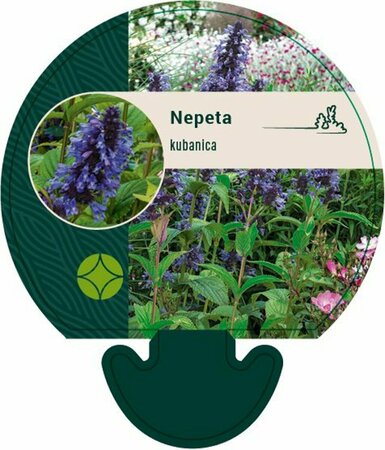 Nepeta kubanica P9 - afbeelding 2