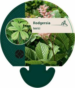 Rodgersia henrici C2