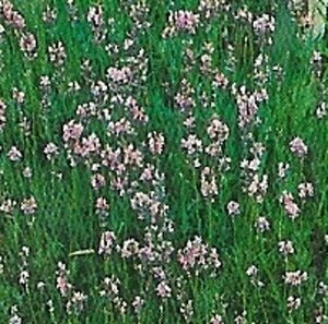 Lavandula angustifolia 'Rosea' P9 - afbeelding 3