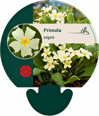 Primula vulgaris P9 - afbeelding 3