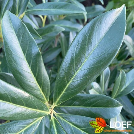 Prunus laurocerasus 'Caucasica' ST. 200 12-14 C. Lei - afbeelding 1