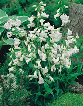 Penstemon 'White Bedder' P9 - afbeelding 2