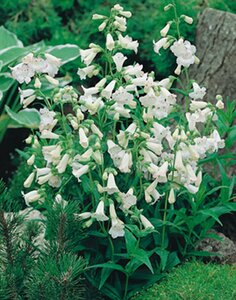 Penstemon 'White Bedder' P9 - afbeelding 2