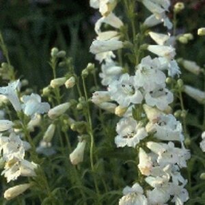 Penstemon 'White Bedder' P9 - afbeelding 3