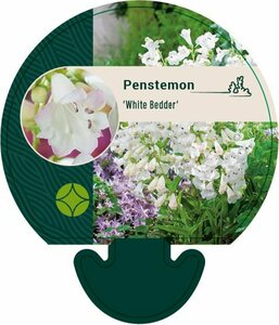 Penstemon 'White Bedder' P9 - afbeelding 4