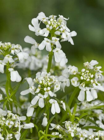 Iberis semp. 'Weisser Zwerg' P9 - afbeelding 2