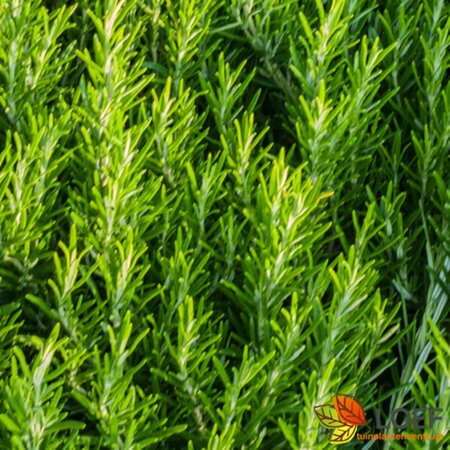 Rosmarinus officinalis C15 - afbeelding 1