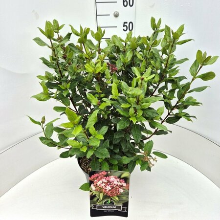 Viburnum tinus 'Gwenllian' 50/60 C.  - afbeelding 4