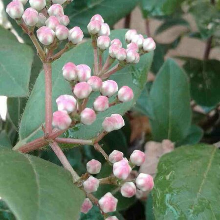 Viburnum tinus 'Gwenllian' 50/60 C.  - afbeelding 3