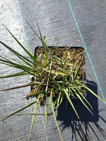 Molinia caerulea 'Heidebraut' C2 - afbeelding 3